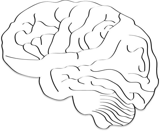 brain vector image