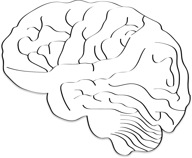 brain vector image